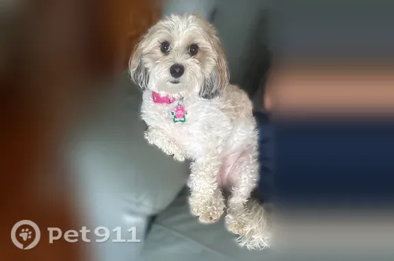 Lost female dog, Woodsmill Boulevard, 137, Cocoa — tan spots and pink collar - photo