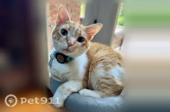 Lost cat, East Orchard Grass Boulevard, 7308, Orchard Grass Hills — male, friendly and skittish - photo