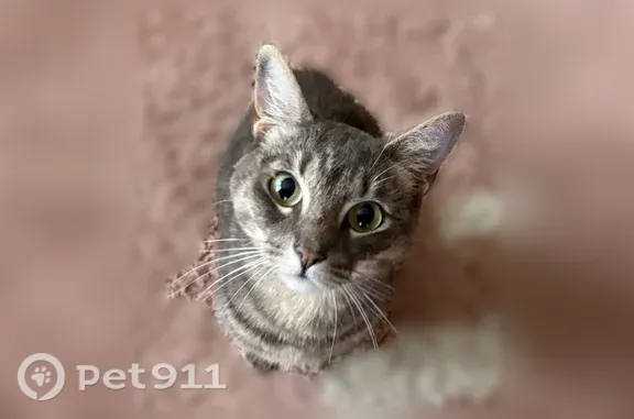 Lost cat, Quincy, Massachusetts, Quincy — friendly tabby - photo