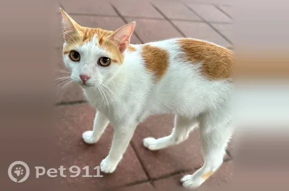 Lost male cat, Emnora Lane, 10318, Houston — white and orange with yellow eyes - photo
