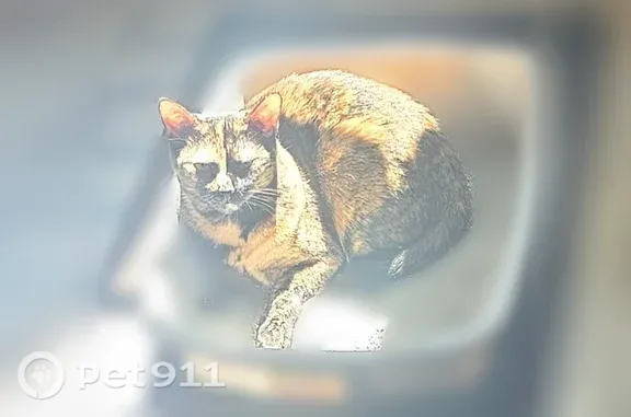 Lost female cat, SR 111, Cookeville — tortoiseshell with tan toes - photo