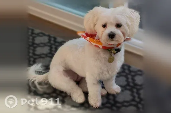 Lost dog, 44th Street Southeast, 2334, Kentwood — white Maltese with a green and yellow collar - photo