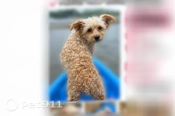 Lost dog, Andover Drive, 25570, Dearborn Heights — female Yorkie poodle mix - photo