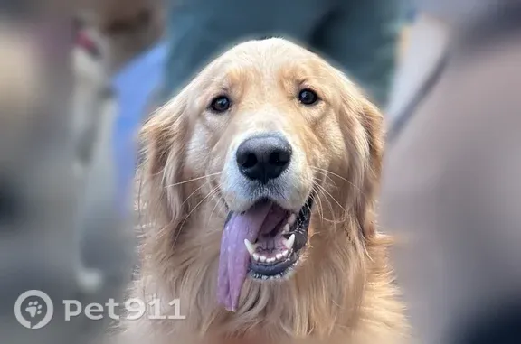 Golden retriever, green collar with id tag, little bit lighter middle of nose, 3 black spots on back of tongue, very sweet and friendly.