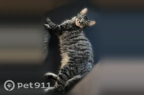 Lost male cat, Michelle Circle, 6012, Callaway, Callaway — recently neutered - photo
