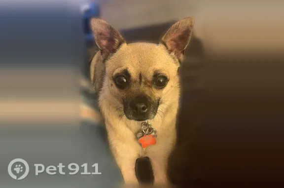 Lost female dog, Sun Prairie Court, Huber Heights — tan and black - photo
