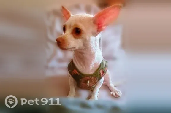 Lost dog, West 1st Street, 100, Los Angeles — female with 7 toes on each paw - photo