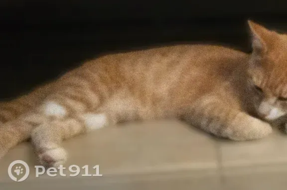 Lost cat, Crowley Court, 3520, Cottonwood, Anderson — 6-month-old male tabby - photo