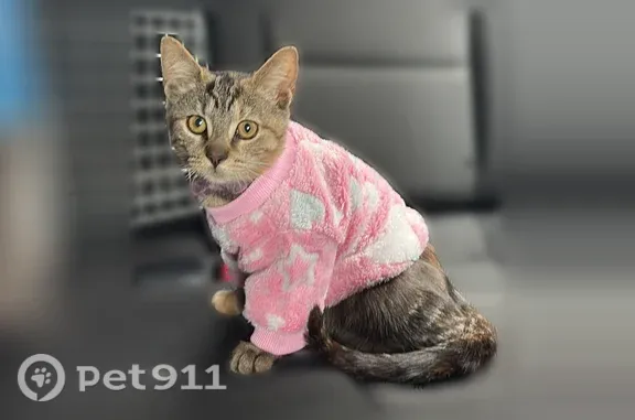 Lost female cat, Somers, NY, USA, Middletown — responds to Olivia - photo