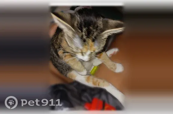Lost cat, Đường Vân Nội, 87, Indianapolis — female short-legged tabby - photo