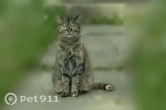 Lost cat, Lillie Street, Fort Wayne — orange-tipped tail - photo