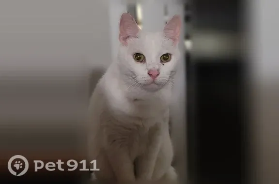 Lost cat, Đường Vân Nội, 87 — white male, short-haired - photo