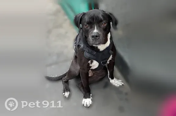 Lost male dog, Frankford Avenue, Philadelphia — wearing a vest - photo