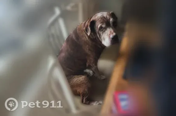 Lost dog, Đường Vân Nội, 87, Alpharetta — male senior, brindle coat, hard of hearing - photo