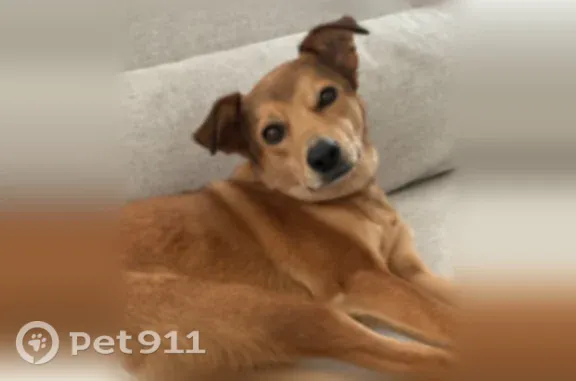 Lost female dog, 36th Street Northwest, Artondale — orange-brown short coat - photo