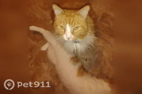 Lost male cat, West Market Street, Bloomington — long-haired with a white nose marking - photo
