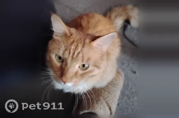 Lost cat, West Market Street, Bloomington — male, very talkative - photo