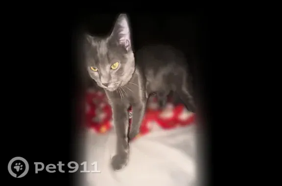 Lost cat, West Abram Street, 101, Arlington — male, gray and not neutered - photo