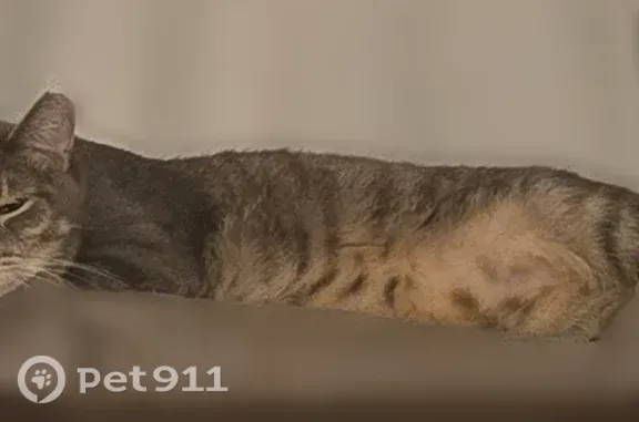 Lost cat, South Boston Place, 1724, Russellville — timid gray tabby - photo