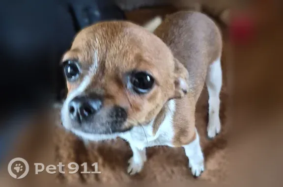Lost female dog, South Bryant Avenue, 8571, Oklahoma City — white Chihuahua mix named Sadie - photo