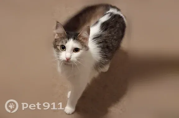 Lost cat, West College Avenue, 158, Monticello — female, long-haired - photo