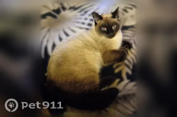 Lost male cat, Cameron Street, Indianapolis — Siamese, neutered - photo