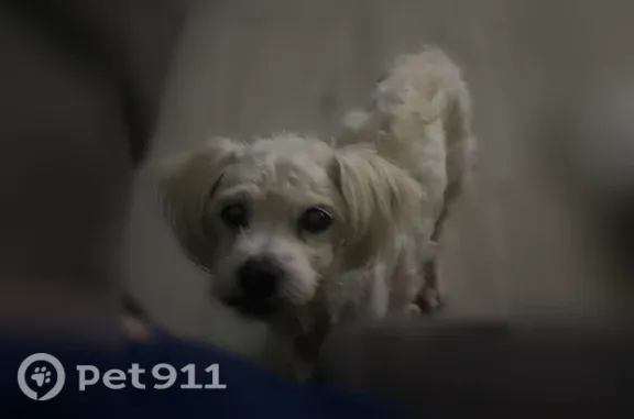 Lost dog, North Kedvale Avenue, 1512, Chicago — white male dog - photo