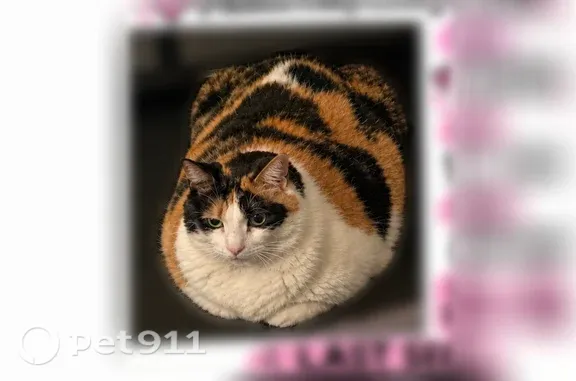 Lost cat, 1st Street, 99, Medford, Boston — female calico - photo