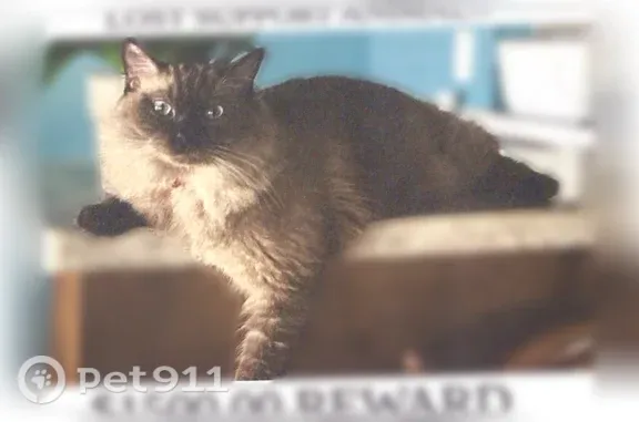 Missing cat Brownsville, photo: Lost Cat, Brownsville, Texas, Arlington — female with green eyes and dark paws