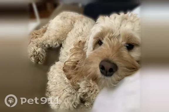 Lost dog, Mill Street, Bolton — female Cockapoo - photo