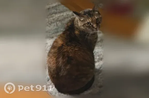 Lost cat, female, Clay Pond Road, 116, Bourne, Monument Beach — called Torby - photo