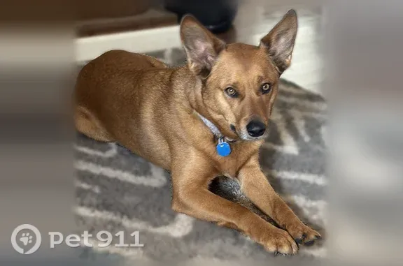 Lost dog, North Meridian Road, 8687, Rockton — male with a spotted tongue - photo