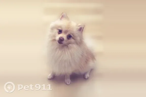 Lost Dog, Leadwell Street, Los Angeles — male, fluffy white coat with caramel spots - photo