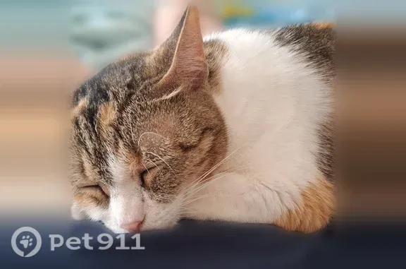 Lost cat, Quiet Harbor Avenue, 32424, Leesburg — female white calico, about 10 years old - photo