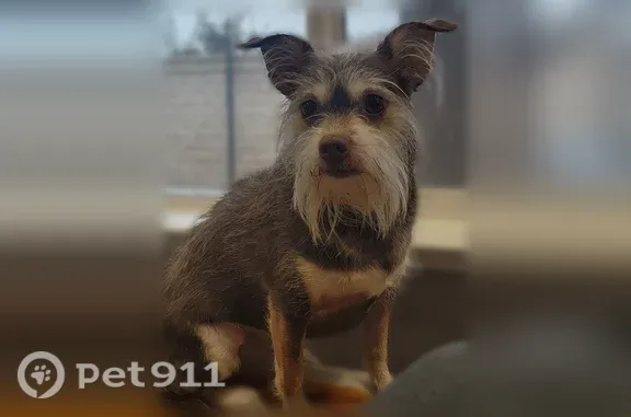 Lost female dog, West Atherton Drive, 717, Manteca — 10 lb brown wire-haired terrier - photo