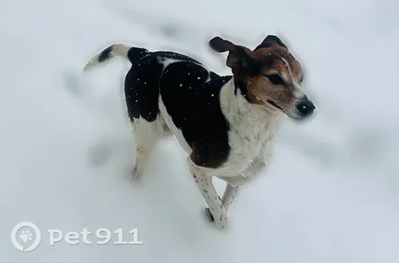 Lost female dog, Westwind Way, 38, Westampton Township, Beverly — long-legged beagle - photo