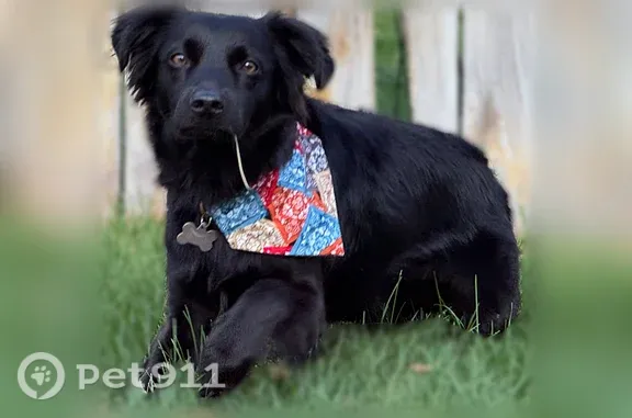 Missing dog Billings, photo: Lost dog, Avenue C, 1149, Billings — male with a bright collar bandana