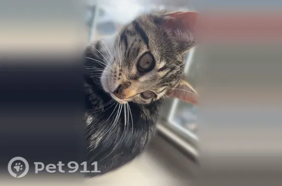 Lost cat, Prattville, Alabama, Prattville — female tabby - photo