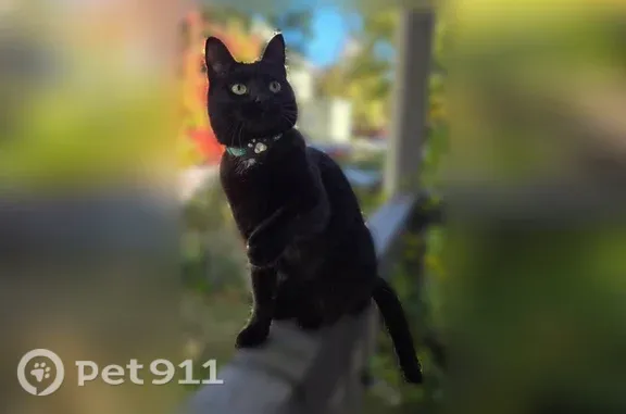 Lost cat, female, Brook Street, 79, Brookline, Boston — white spot on her neck - photo