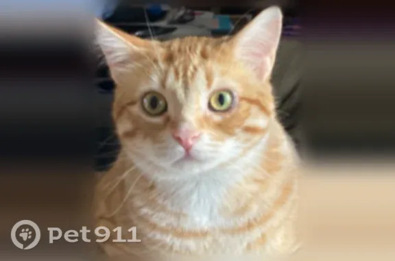 Lost cat, 214th Avenue Northwest, Elk River - male indoor cat after eye surgery - photo