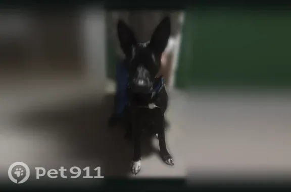 Found dog, Louisville — black...