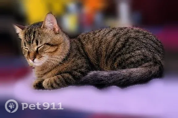 Lost male cat, East Freeway, 10341, Houston — epilepsy and black bald spot - photo