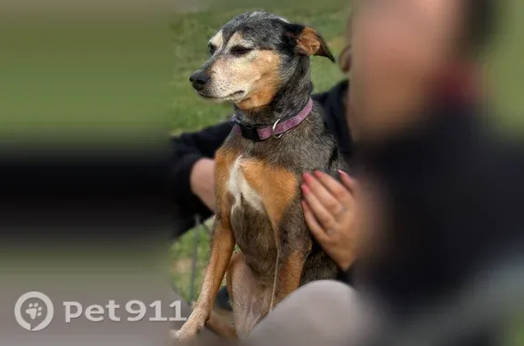 Lost dog, State Road 373, 5251, Dublin — female, medium-sized, responds to Merel - photo