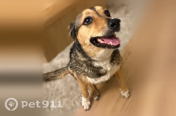 Found dog, Swan Valley Highway...