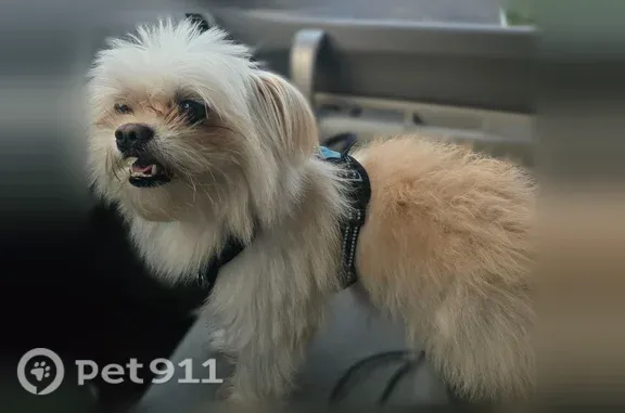 Lost dog, Roundtree Drive, 116, Dover — white, small male - photo