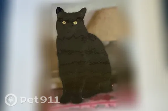 Lost cat, Carberry Drive, 3882, Dublin — male cat with yellow eyes - photo