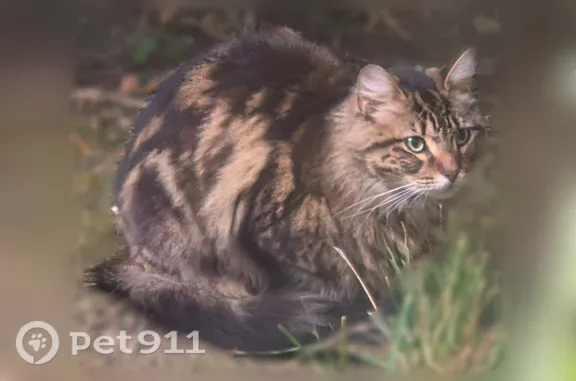 Found cat, Oddstad Boulevard,...