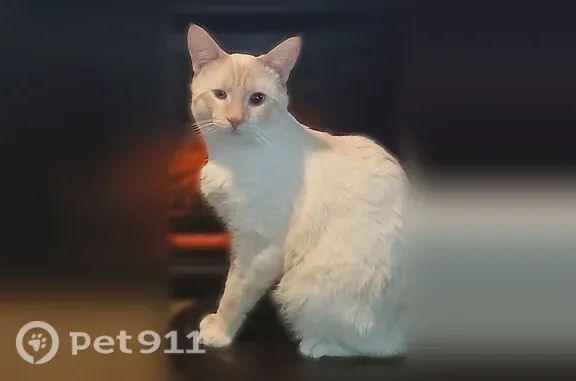 Lost male cat, Robesonia, Pennsylvania, Robesonia — responds to his name - photo