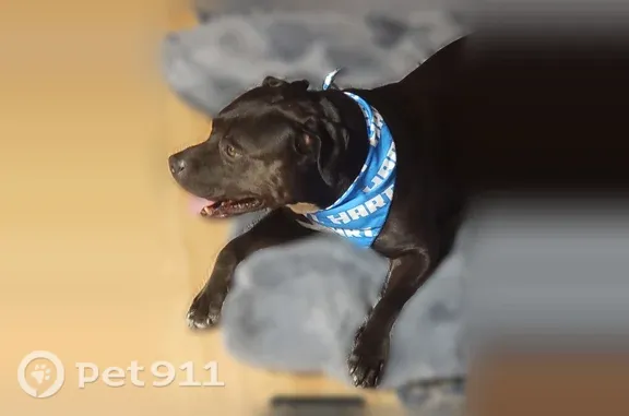 Lost dog, Westcliff Road, 3202, Killeen — male black pit mix with a white chest patch - photo