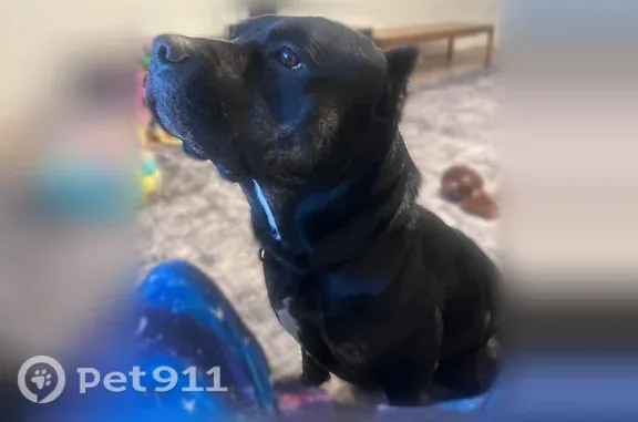 Lost male dog, East Wallis Avenue, 43, Gustine — black and brindle Cane Corso mix named Oden - photo